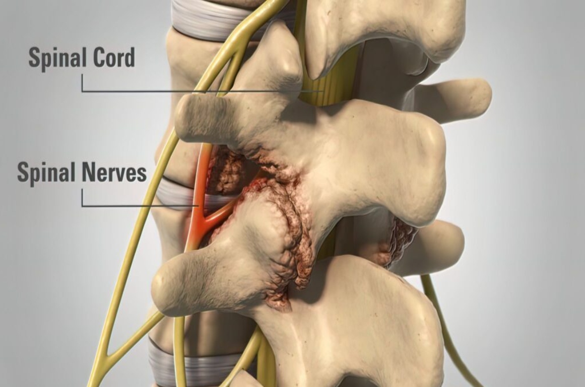 spinal cord