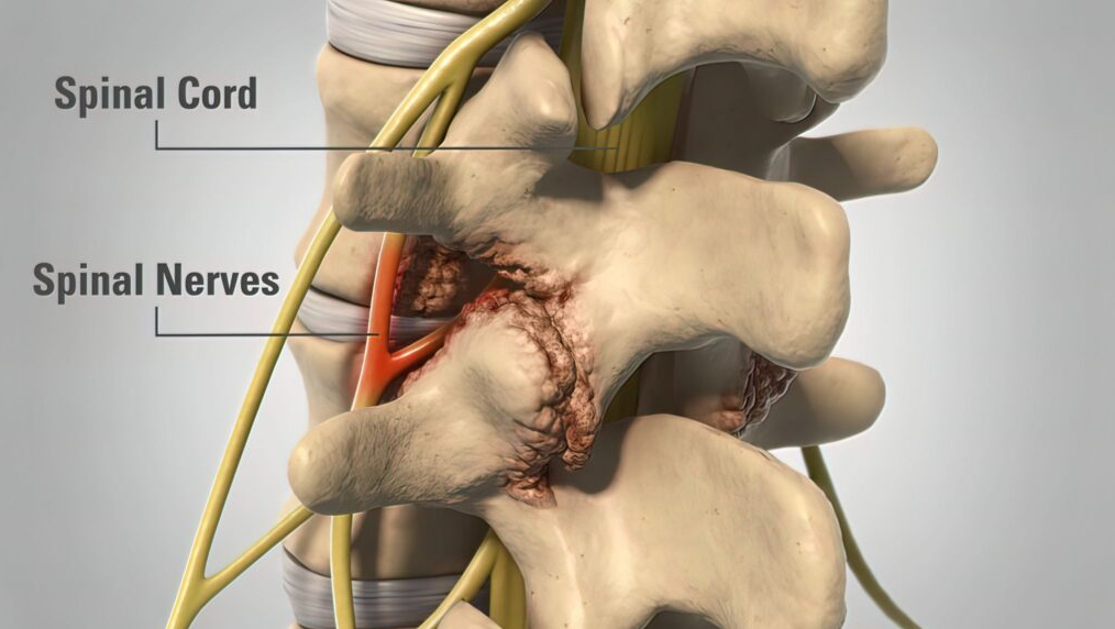 spinal cord spinal nerves