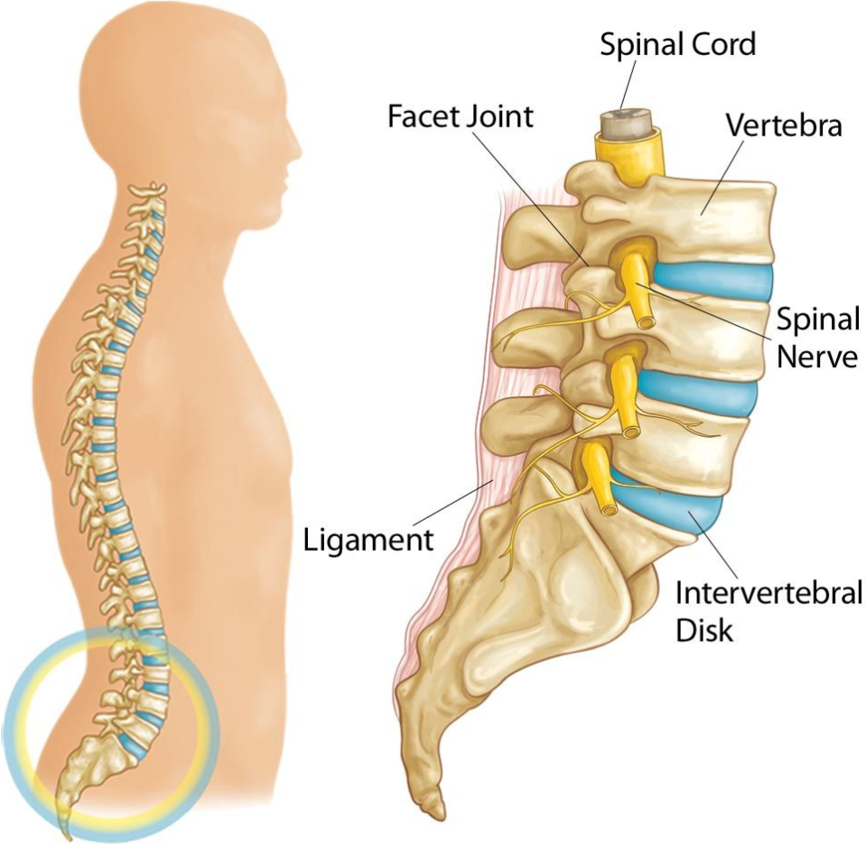 Human spine