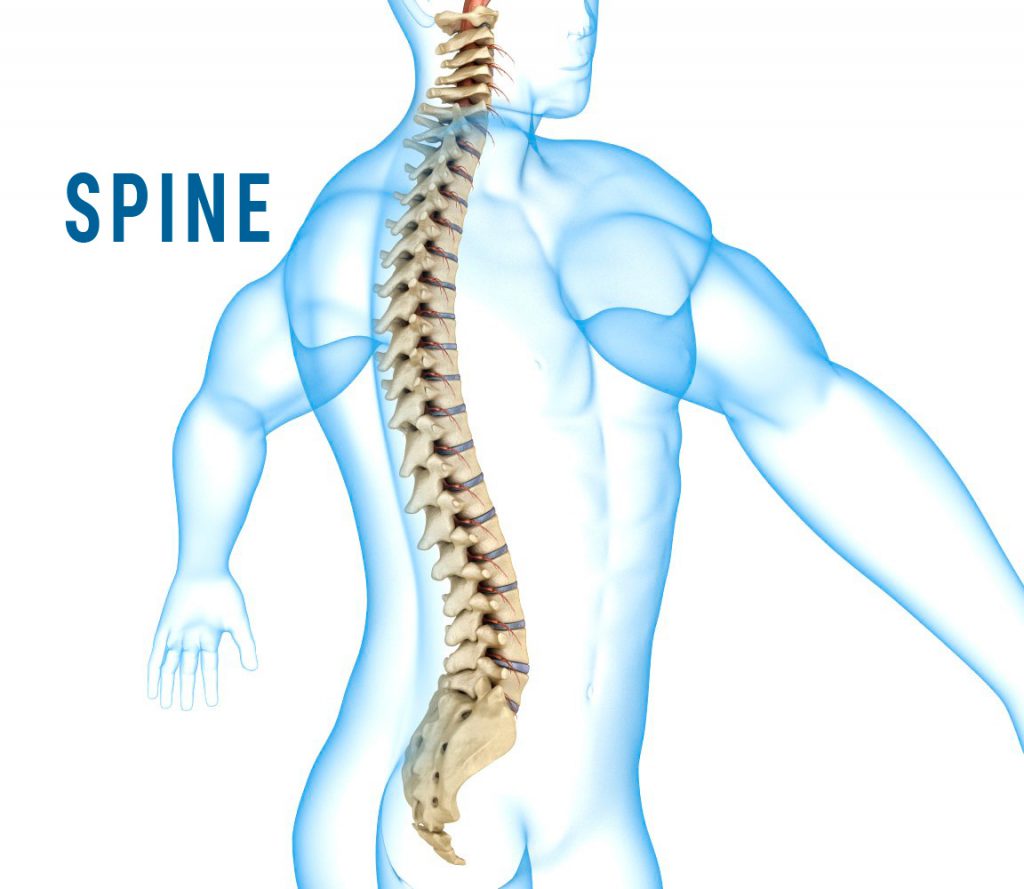 Spine