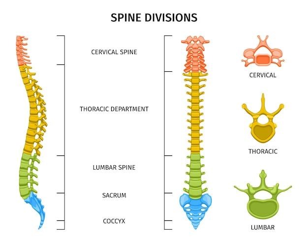 What Does a Titanium Cage Do For Lumbar Fusion? An In-depth Analysis