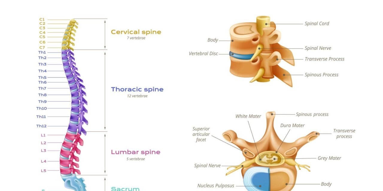 What Is a Three Level Lumbar Fusion? A Comprehensive Guide