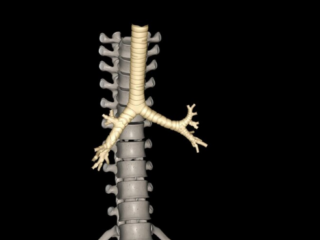 trachea vertebrates